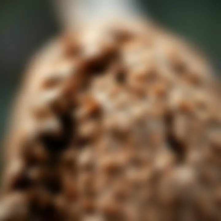 Natural Texture of Kava Root Close-up of kava root showcasing its earthy texture