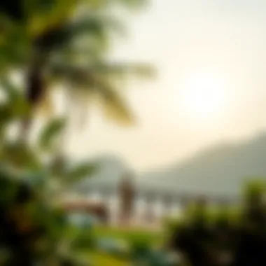 Calming Effects of Kava A serene setting illustrating kava's calming effects