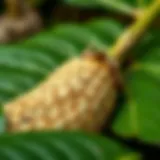 Kava root showcasing its unique texture and color